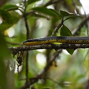 Bird snake (Phrynonax poecilonotus)