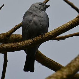 Blue-gray tanager (Thraupis episcopus)