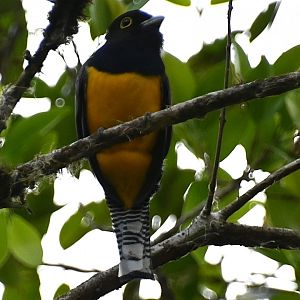 Gartered trogon (Trogon caligatus),