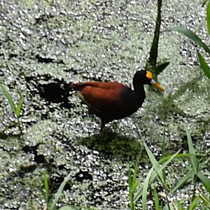 Northern jaçana (Jacana spinosa)