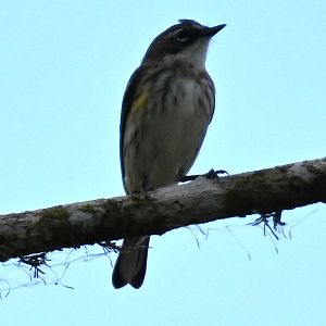 Piratic flycatcher (Legatus leucophaius)