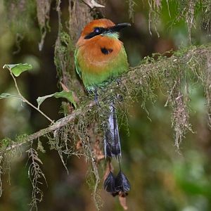 Broad-billed motmot (Electron platyrhynchum)