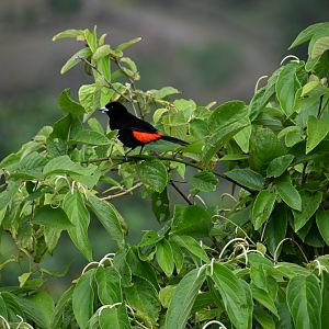 Scarlet-rumped tanager (Ramphocelus passerinii)