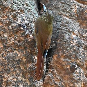 Spotted woodcreeper (Xiphorhynchus erythropygius)