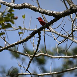 Summer tanager (Piranga rubra)