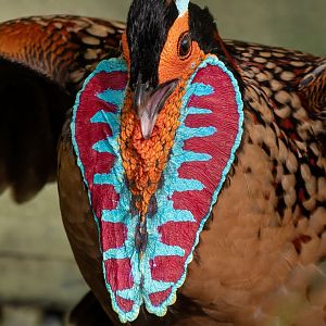 Cabot's tragopan (Tragopan caboti)