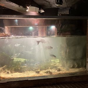 Atlantaquaria Galway-European sea bass aquarium