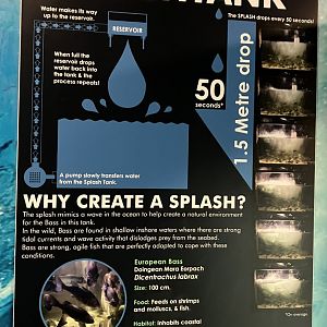 Atlantaquaria Galway-Splash machine drawing