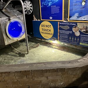 Atlantaquaria Galway-Flatfish tank