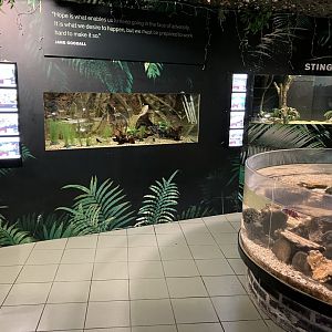 Atlantaquaria Galway-Tropical section