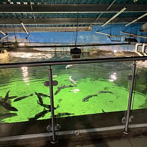 Atlantaquaria Galway-Main tank from above