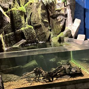 Atlantaquaria Galway-Perch aquarium