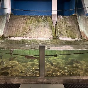 Atlantaguaria Galway-Rainbow trout tank