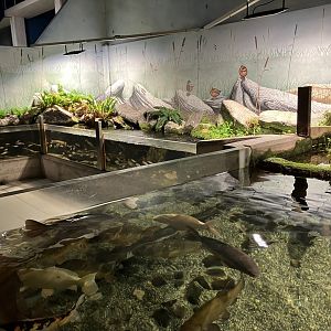 Atlantaquaria Galway-Native fish tanks