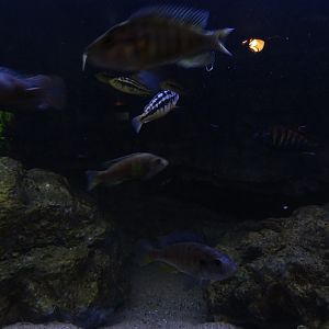 Tank 22 (Lake Victoria) (species list in comments)