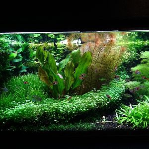 Tank 23 (species list in comments)