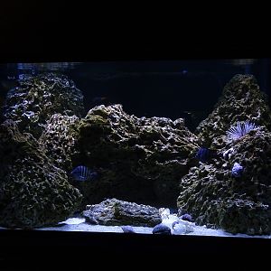 Tank 24 (species list in comments)