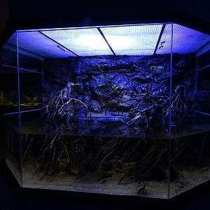 Tank 26 (Mangrove) (species list in comments)