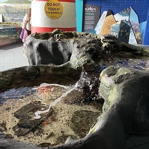 Atlantaquaria Galway-Sea cucumber, starfish and sea anemones tanks