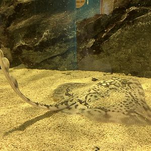 Atlantaquaria Galway-Young thornback ray