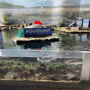 Atlantaquaria Galway-Estuary tank