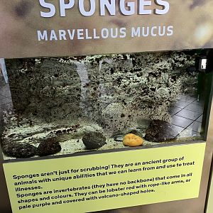 Atlantaquaria Galway-Sponge tank