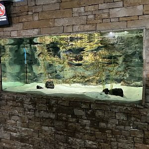 Atlantaquaria Galway-Anglerfish tank