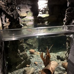 Atlantaquaria Galway-Lobster tank