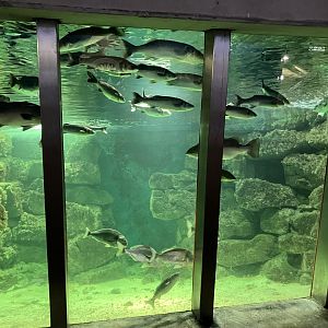 Atlantaquaria Galway-Main tank