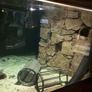 Atlantaquaria Galway-Conger eel tank