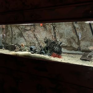 Atlantaquaria Galway-Common octopus tank