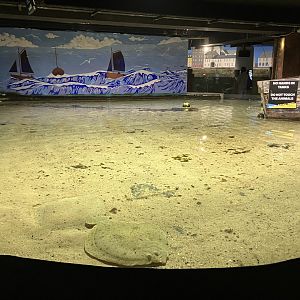 Atlantaquaria Galway-Skate and dogfish tank