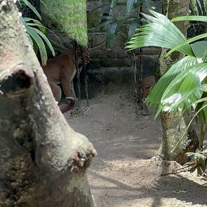 Pair of Asiatic Golden Cats