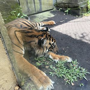 Sumatran Tiger