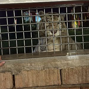 White Tiger feeding encounter
