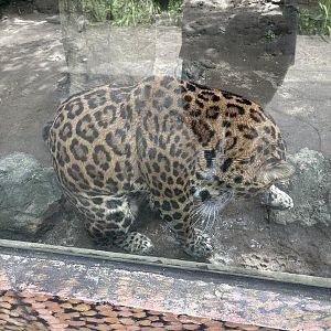 Jaguar