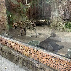 Melanistic Jaguar and Jaguar