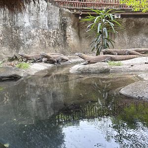 Komodo Dragons