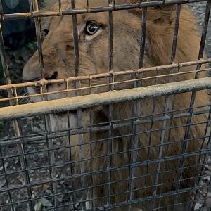 Night Safari - African Lion