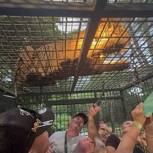 Night Safari - Sumatran Tiger