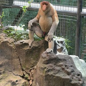 Proboscis Monkey
