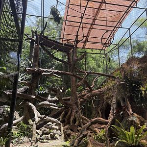 Proboscis Monkey enclosure
