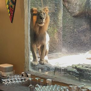 Tsavo Lion Restaurant - Bar area