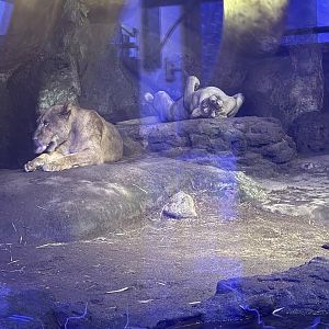 Tsavo Lion Restaurant - Women's bathroom