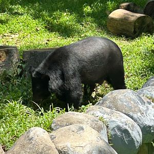 Astatic Black Bear