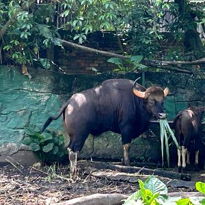 Indian Gaur