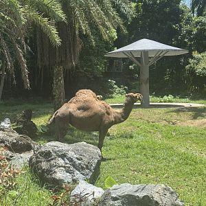 Dromedary Camel