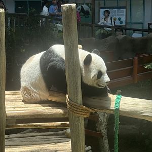 Giant Panda