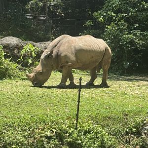 Southern White Rhinoceros