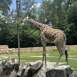 Giraffe